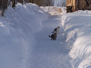 iarna-2010-044